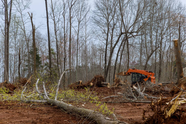 Trusted Sunnyvale, TX Tree Care Experts